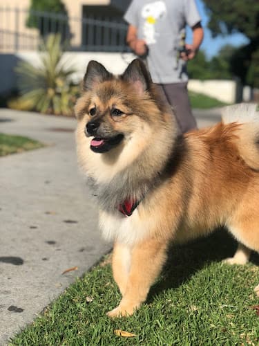 Dog Grooming Poodleland Dog Grooming South Gate