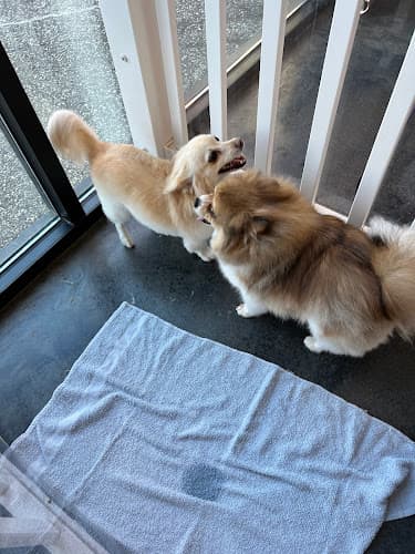 Dog Grooming Posh Paws Grooming Salon & Daycare Roseville