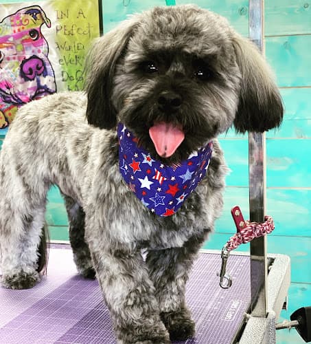 Dog Grooming Posh Paws Grooming Salon Hesperia