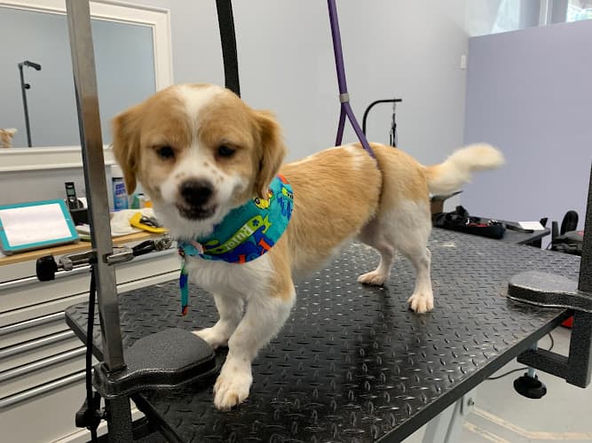 Dog Grooming Posh Pets Grooming San Marcos