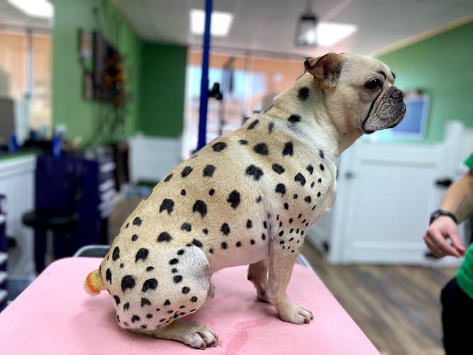 Dog Grooming Prancing Puppy Pet Grooming Simi Valley