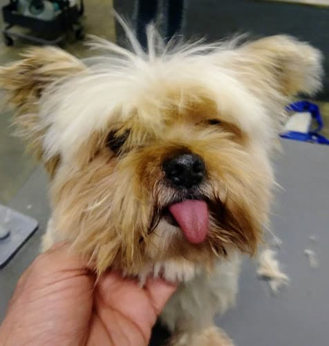 Dog Grooming Precious Paws Grooming Los Angeles