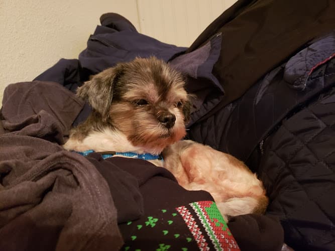 Dog Grooming Precious Pets Grooming Eugene