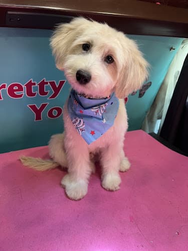 Dog Grooming Pretty Up Your Pup Mobile Grooming Ventura