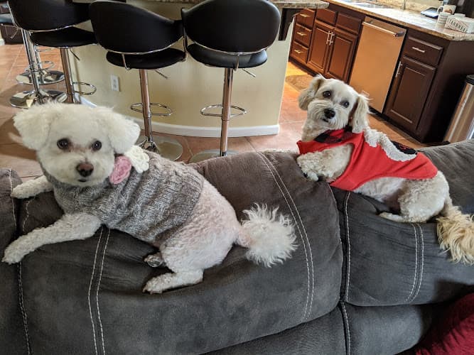 Dog Grooming Pro-Groom Roseville