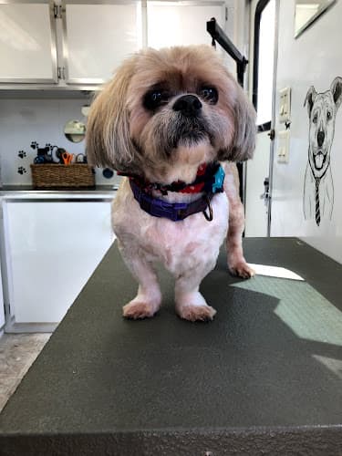 Dog Grooming Pup N Suds Mobile Grooming Ventura