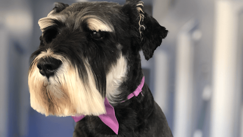 Dog Grooming Puppies and Paws Grooming Simi Valley