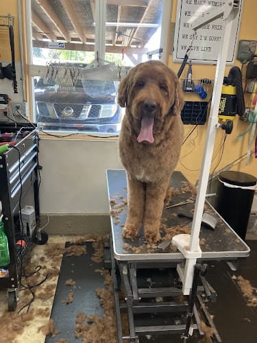 Dog Grooming Puppy Clip Grooming Salem