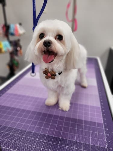 Dog Grooming Puppy Face Grooming Norwalk