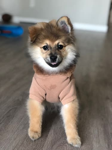 Dog Grooming Puppy House & Grooming Norwalk