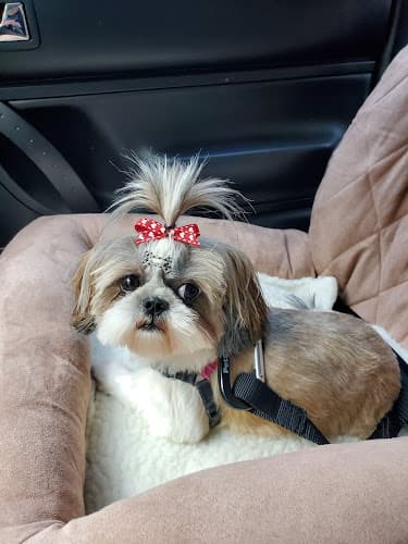 Dog Grooming Puppy Love Dog Grooming Everett