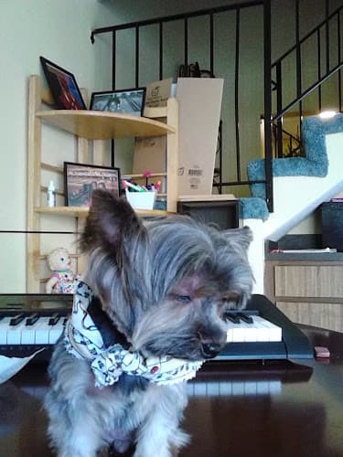 Dog Grooming Puppy Luv Pet Grooming Carson