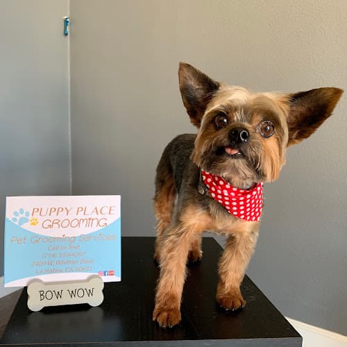 Dog Grooming Puppy Place Grooming Norwalk