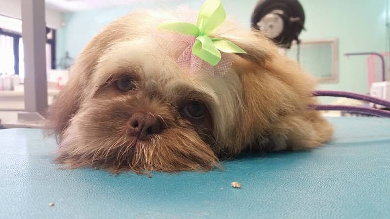 Dog Grooming PuppyCuts Grooming Salon Santa Maria