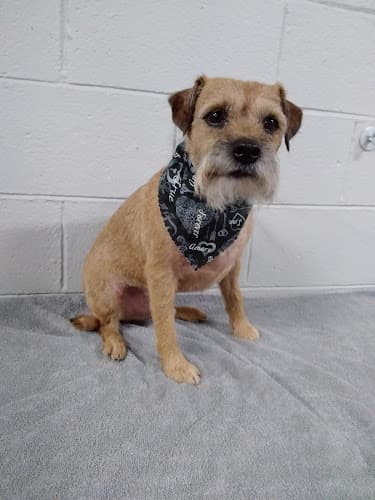 Dog Grooming Pups Parlor Portland