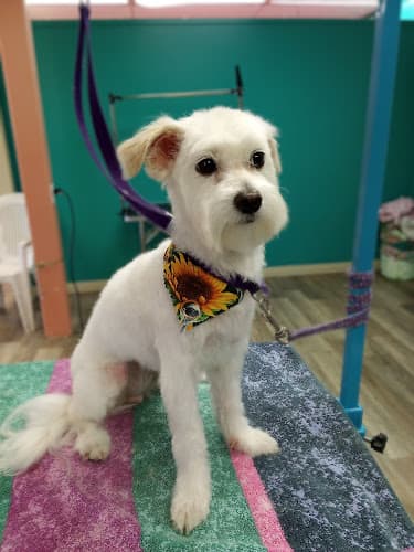 Dog Grooming Pup'sNBubbles pet grooming Murrieta