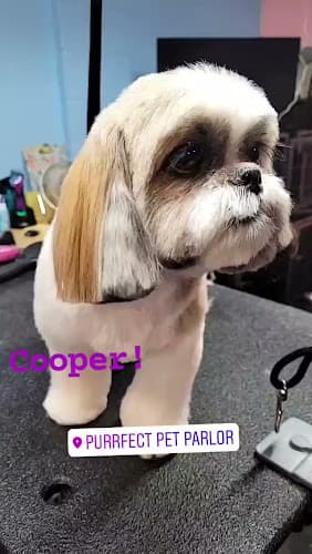 Dog Grooming Purrfect Pet Parlor Long Beach