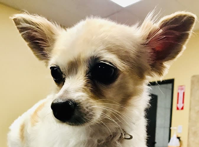 Dog Grooming Purrfectly Pampered Paws Salon and Spa Lancaster