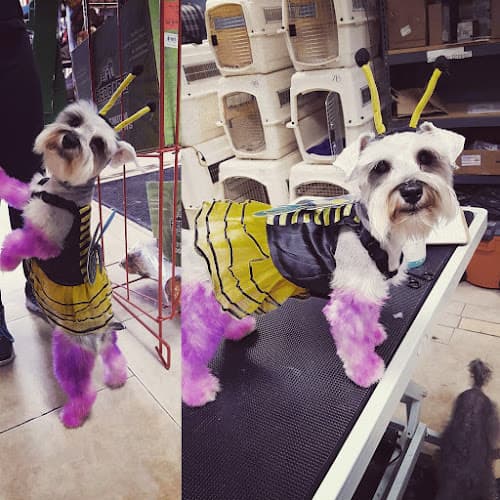 Dog Grooming Purrrfect Paws Grooming Los Angeles