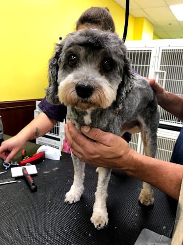 Dog Grooming Q PET GROOMING Jurupa Valley