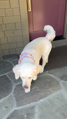 Dog Grooming Quick Grooming Pet Salon Mobile San Mateo