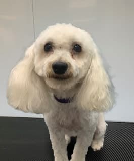 Dog Grooming Raise The Wuff Mobile Dog Grooming San Diego