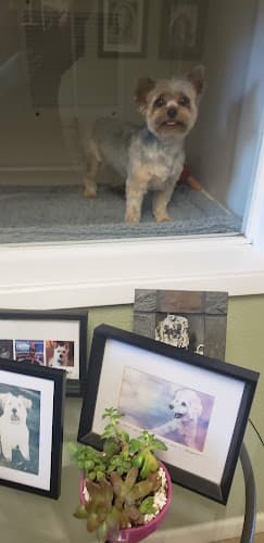 Dog Grooming Raul's Grooming Center San Mateo