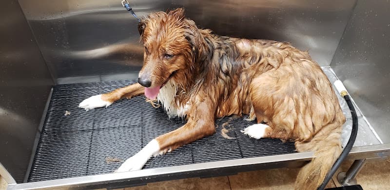 Dog Grooming Reber Ranch Kent