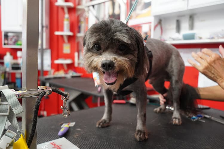 Dog Grooming Red Carpet Pet Grooming Carlsbad