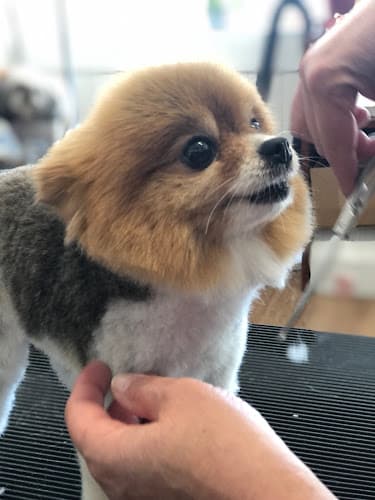 Dog Grooming Redondo Grooming (Mcoco Pet) Carson