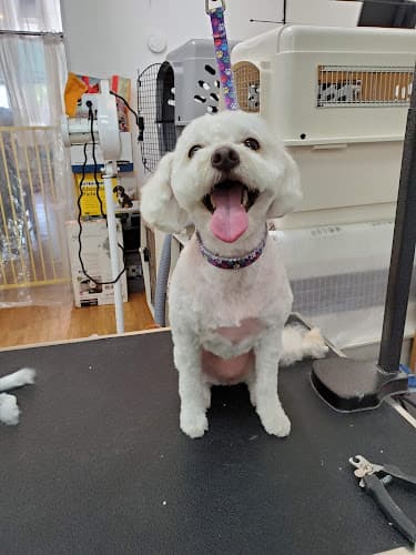 Dog Grooming Rejoy's Pet Grooming Los Angeles