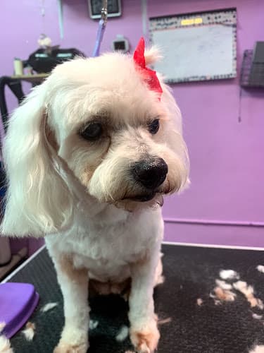 Dog Grooming Remys pet grooming Los Angeles