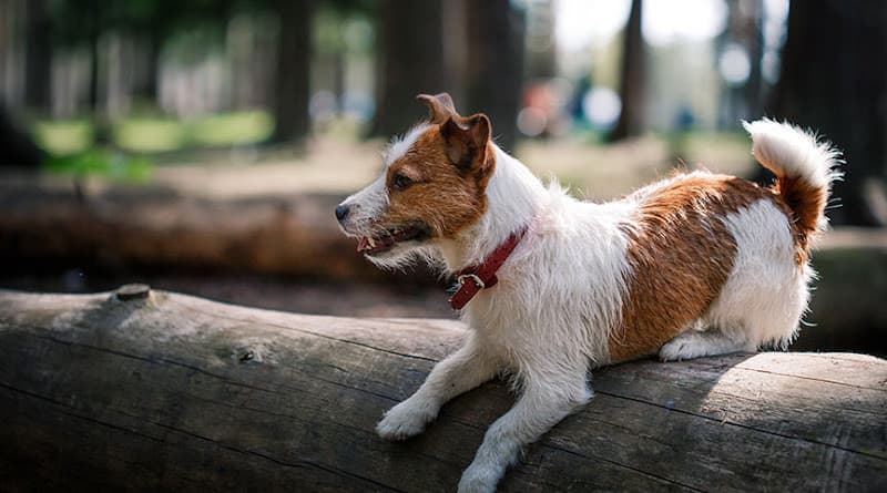Dog Grooming Ridgeside K9 NorCal Dog Training Chico