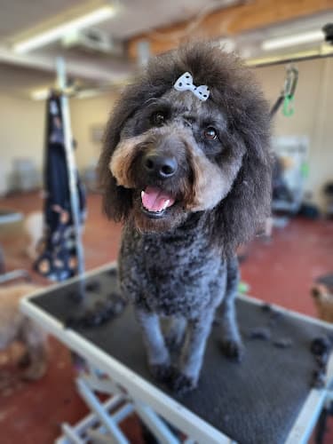 Dog Grooming River City Grooming Spokane Valley