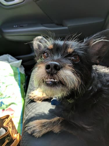 Dog Grooming Riverside Pet Grooming Rialto