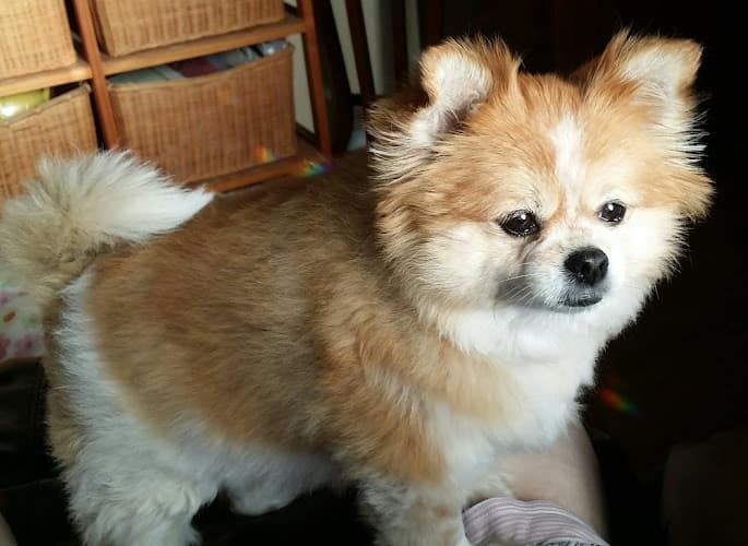 Dog Grooming Rub A Dub Dog Grooming Redding