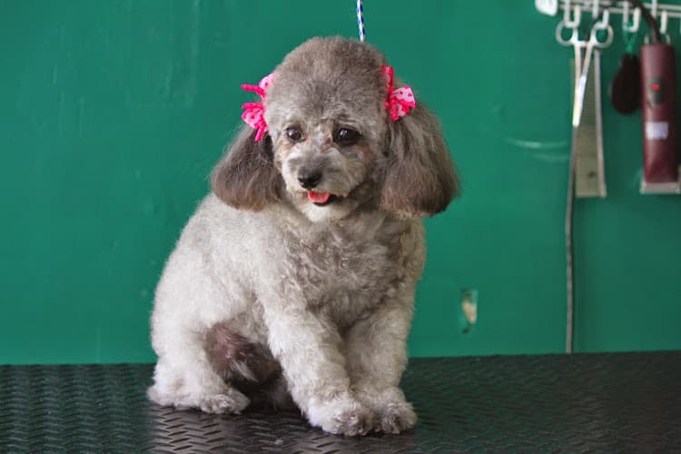 Dog Grooming Rubens Pet Grooming Inglewood