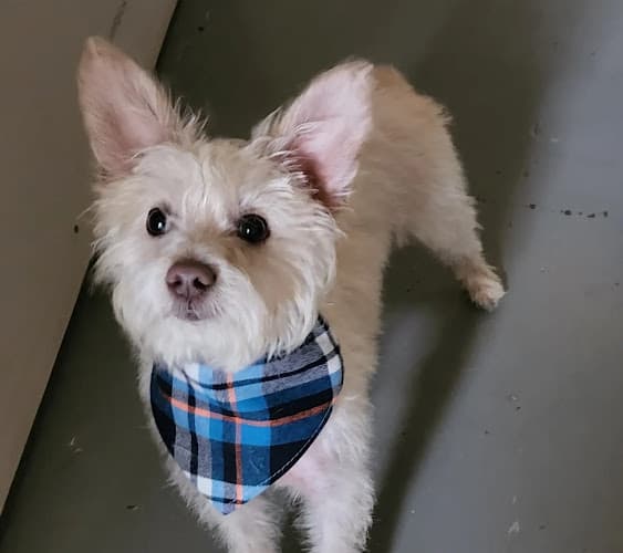 Dog Grooming Ruff Around the Collar Portland