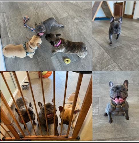 Dog Grooming Ruff Haus Grooming Costa Mesa