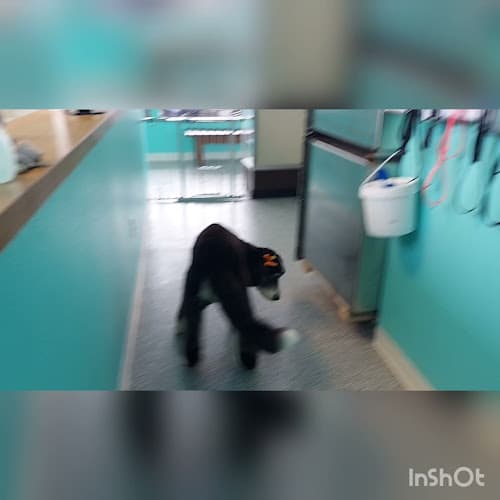 Dog Grooming Ruff N Fluff Pet Grooming Yakima