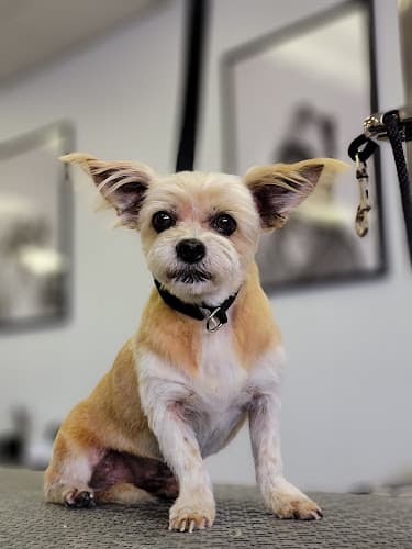Dog Grooming Ruff to Fluff Grooming Ventura