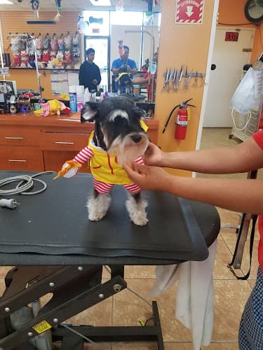 Dog Grooming S a Doodle Pet Grooming Compton