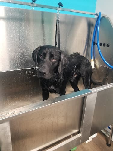 Dog Grooming Salty Paws Pet Spa LLC Bend
