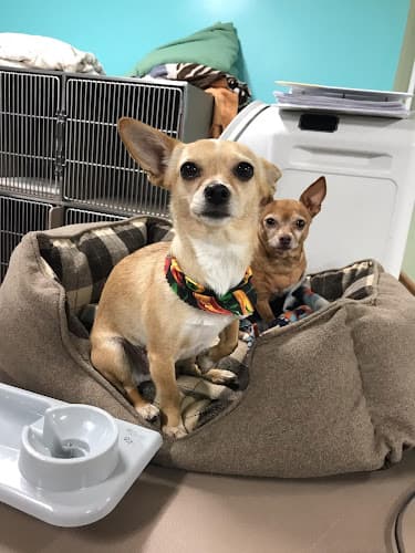 Dog Grooming Sam's Green Paw Burbank