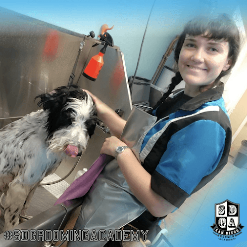 Dog Grooming San Diego Grooming Academy San Diego