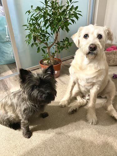 Dog Grooming San Francisco Pet Grooming San Francisco