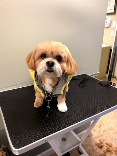 Dog Grooming Sandra's South Hill Grooming (For small dogs only) Spokane Valley