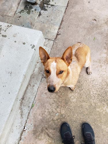 Dog Grooming Santa Barbara Pet Pals Santa Barbara