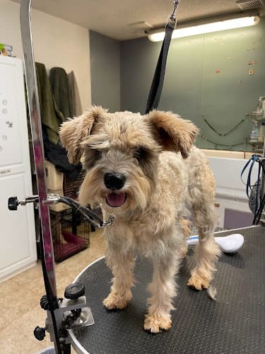 Dog Grooming Scarlett's Groomobile Chico