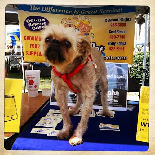 Dog Grooming Seal Beach LaunderPet Carson